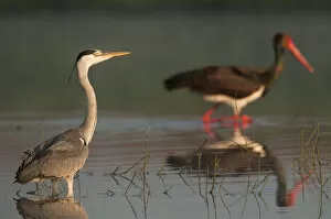 Grey heron (Ardea cinerea) and a Black stork (Ciconia nigra) in water, Fisher pond