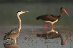 Storks Prints: Grey heron (Ardea cinerea) and a Black stork (Ciconia nigra) in water, Fisher pond