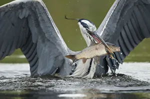 Images Dated 16th June 2009: Grey heron (Ardea cinerea) catching a fish, Fisher pond, Prypiat area, Belarus, June 2009