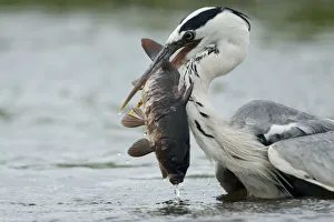 Images Dated 16th June 2009: Grey heron (Ardea cinerea) catching a fish, Fisher pond, Prypiat area, Belarus, June 2009