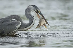 Images Dated 16th June 2009: Grey heron (Ardea cinerea) catching a fish, Fisher pond, Prypiat area, Belarus, June 2009
