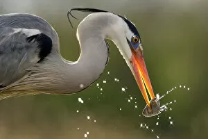 Liquids Gallery: Grey heron (Ardea cinerea) catching fish in lake, Pusztaszer, Hungary, April