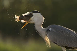 Ardea Cinerea Gallery: Grey heron (Ardea cinerea) feeding on cyprionid fish / carp species in fish farm pond