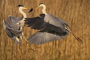 Ardea Cinerea Gallery: Two Grey heron (Ardea cinerea) fighting over a fish, Pusztaszer reserve, Hungary. May