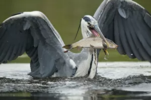 Images Dated 16th June 2009: Grey heron (Ardea cinerea) with a fish in its beak, Fisher pond, Prypiat area, Belarus