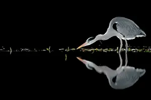 Typical Heron Prints: Grey heron (Ardea cinerea) fishing in pond at night
