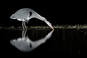 Typical Heron Prints: Grey heron (Ardea cinerea) fishing in pond at night