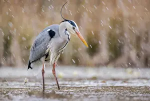 Typical Heron Prints: Grey heron (Ardea cinerea) fishing in pond in snowfall