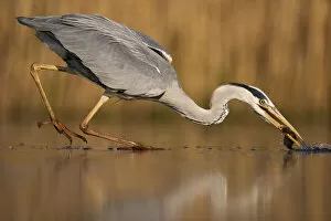 Images Dated 12th April 2022: Grey heron (Ardea cinerea) fishing in shallow water, Pusztaszer reserve, Hungary. May