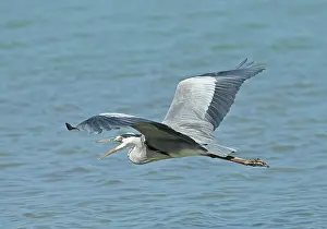 Middle East Prints: Grey heron (Ardea cinerea) in flight and calling, Oman