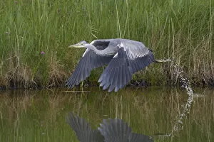 Images Dated 22nd May 2009: Grey heron (Ardea cinerea) in flight just after taking off, Texel, Netherlands, May 2009