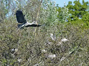 Typical Heron Prints: Grey heron (Ardea cinerea) flying in with stick for nest in colony alongside Little egrets (Egretta garzetta)
