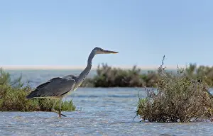 Typical Heron Prints: Grey heron (Ardea cinerea) foraging in a coastal lagoon