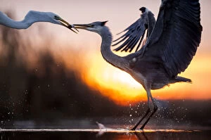 The Magic Moment Collection: Grey heron (Ardea cinerea) and Great egret (Ardea alba) fighting over fish, Lake Csaj