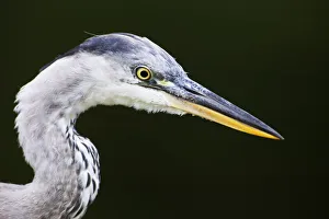 Ardea Cinerea Gallery: Grey heron (Ardea cinerea) head profile, Regents Park, London, UK August