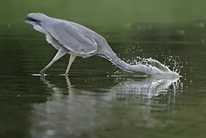Images Dated 6th September 2008: Grey heron (Ardea cinerea) with head in water fishing, Elbe Biosphere Reserve, Lower Saxony