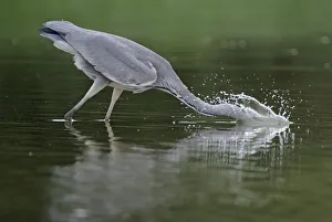 Images Dated 6th September 2008: Grey heron (Ardea cinerea) with head in water fishing, Elbe Biosphere Reserve, Lower Saxony