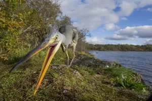 Grey heron (Ardea cinerea) hunting for food amongst moss with loch and Celtic rainforest