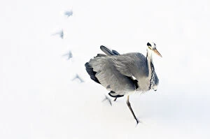 Grey Heron (Ardea cinerea) leaving footprints while walking through snow. The Netherlands