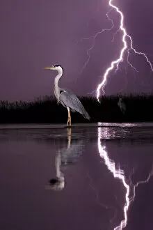 Dramatic Nature Collection: Grey heron (Ardea cinerea) with lightning storm at night. Lake Csaj, Kiskunsagi National Park