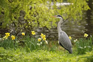 Daffodils Prints: Grey heron (Ardea cinerea) in parkland with daffodils flowering, Regents Park