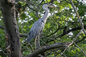 Brasschaat Prints: Grey heron (Ardea cinerea) perched in tree with a branch in its beak for nest building