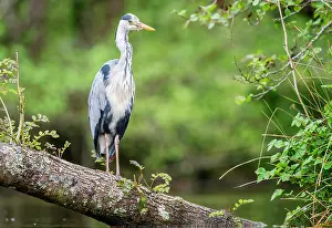 Typical Heron Prints: Grey heron (Ardea cinerea) perched on tree submerged in pond