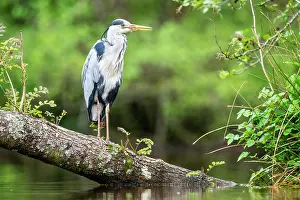 Typical Heron Prints: Grey heron (Ardea cinerea) perched on tree submerged in pond