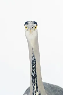 Grey heron (Ardea cinerea) portrait, River Tame, Reddish Vale Country Park, Stockport