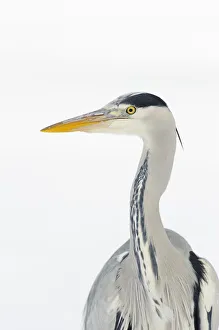 Grey heron (Ardea cinerea) portrait, River Tame, Reddish Vale Country Park, Stockport