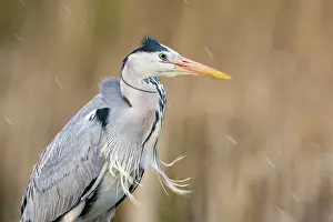 Typical Heron Prints: Grey heron (Ardea cinerea) portrait, near Bourne, Lincolnshire, UK. March