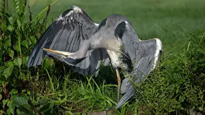 Brasschaat Prints: Grey heron (Ardea cinerea) preening and looking under its wings