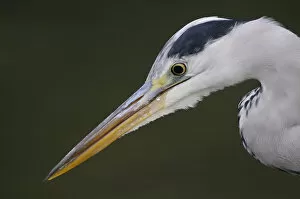 Ardea Cinerea Gallery: Grey heron (Ardea cinerea) profile of head and beak, Elbe Biosphere Reserve, Lower Saxony