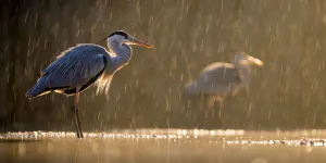 Images Dated 18th January 2015: Grey heron (Ardea cinerea) in rain with another heron behind, Lake Csaj, Kiskunsagi National Park