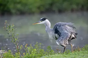 Brasschaat Prints: Grey heron (Ardea cinerea) shaking its feathers at water's edge
