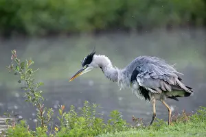 Brasschaat Prints: Grey heron (Ardea cinerea) shaking its feathers at water's edge