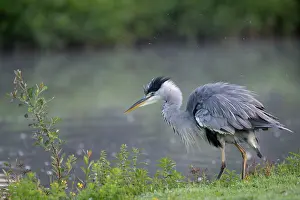 Brasschaat Prints: Grey heron (Ardea cinerea) shaking its feathers at water's edge