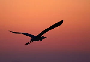 Ardea Cinerea Gallery: Grey Heron (Ardea cinerea) silhouette in flight at sunset, Pusztaszer, Hungary, May 2008