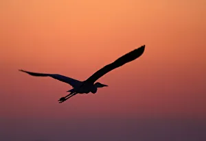 Grey Heron (Ardea cinerea) silhouette in flight at sunset, Pusztaszer, Hungary, May 2008