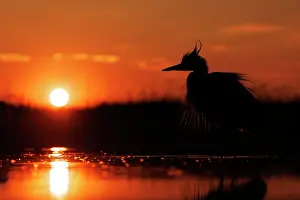Typical Heron Prints: Grey heron (Ardea cinerea) silhouetted against the setting sun
