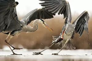 Grey heron (Ardea cinerea) squabbling, Lake Csaj, Kiskunsagi National Park, Pusztaszer, Hungary