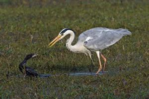Grey heron (Ardea cinerea) squabbling with Little cormorant (Microcarbo / Phalacrocorax