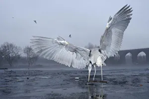 Rear Prints: Grey heron (Ardea cinerea) standing on ice feeding on fish bought by visitors from supermarket