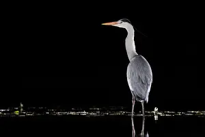 Typical Heron Prints: Grey heron (Ardea cinerea) standing in pond at night, near Bourne, Lincolnshire, UK. March