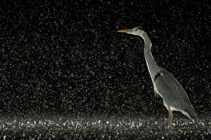 Typical Heron Prints: Grey heron (Ardea cinerea) standing in pond at night in the rain