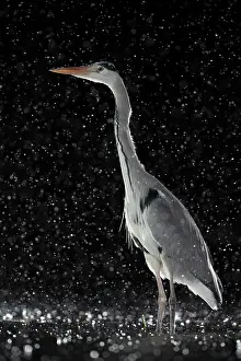 Typical Heron Prints: Grey heron (Ardea cinerea) standing in pond at night in the rain