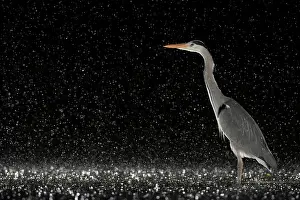 Typical Heron Prints: Grey heron (Ardea cinerea) standing in pond at night in the rain