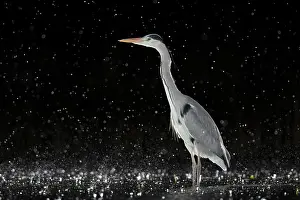 Typical Heron Prints: Grey heron (Ardea cinerea) standing in pond at night in the rain