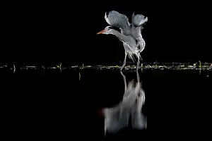 Typical Heron Prints: Grey heron (Ardea cinerea) standing in pond at night stretching its wings