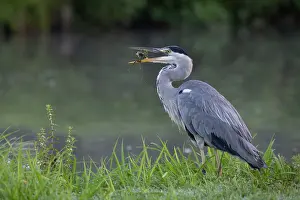 Brasschaat Prints: Grey heron (Ardea cinerea) standing with prey in beak